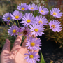 Aster tataricus 10 sem.