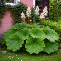 Astilboides tabularis 10 sem.