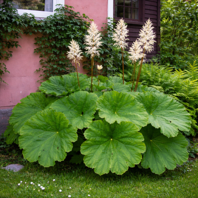 Astilboides tabularis 10 sem.