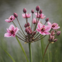 Butomus umbellatus +-50 sem.