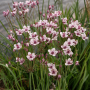 Butomus umbellatus +-50 sem.