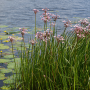 Butomus umbellatus +-50 sem.