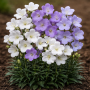 Campanula persicifolia 20 sem.