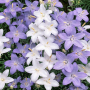 Campanula pyramidalis Mixture +-100 sem.