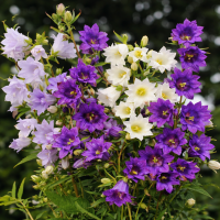 Campanula trachelium Flore Pleno Mix 15 sem.