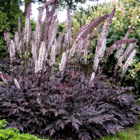 Cimicifuga ramosa Atropurpurea 10 sem.