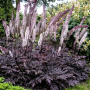 Cimicifuga ramosa Atropurpurea 10 sem.