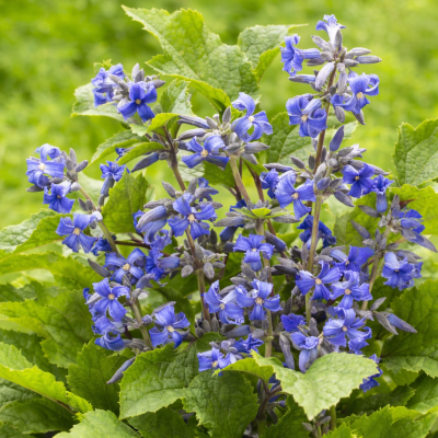 Clematis heracleifolia 10 sem.