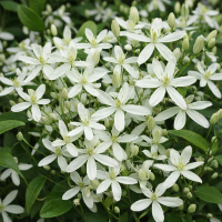 Clematis mandschurica 10 sem.