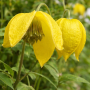 Clematis orientalis 5 sem.