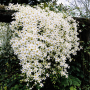 Clematis paniculata 10 sem.