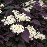 Clematis recta Purpurea 5 sem.