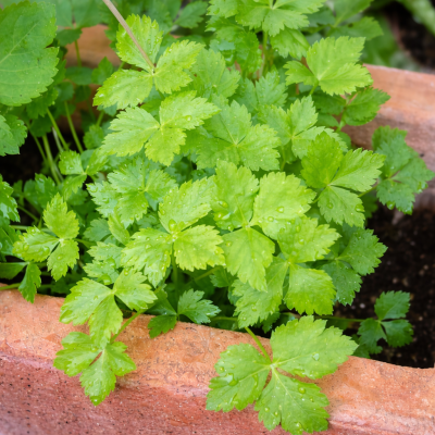 Cryptotaenia japonica f. viridis 10 sem.