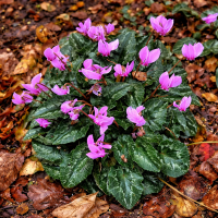 Cyclamen de grădină hederifolium Rosenteppich 3 sem.