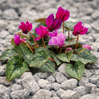 Cyclamen de grădină hederifolium rubriflorum 3 sem.