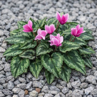 Cyclamen de grădină hederifolium sagittifolium 3 sem.