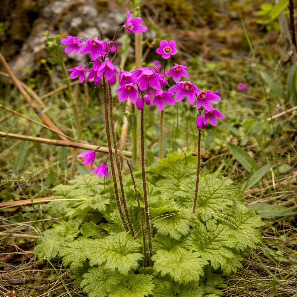 Cortusa matthioli 10 sem.