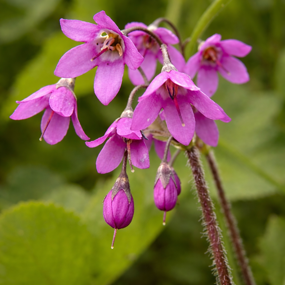 Cortusa matthioli 10 sem.