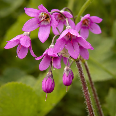 Cortusa matthioli 10 sem.