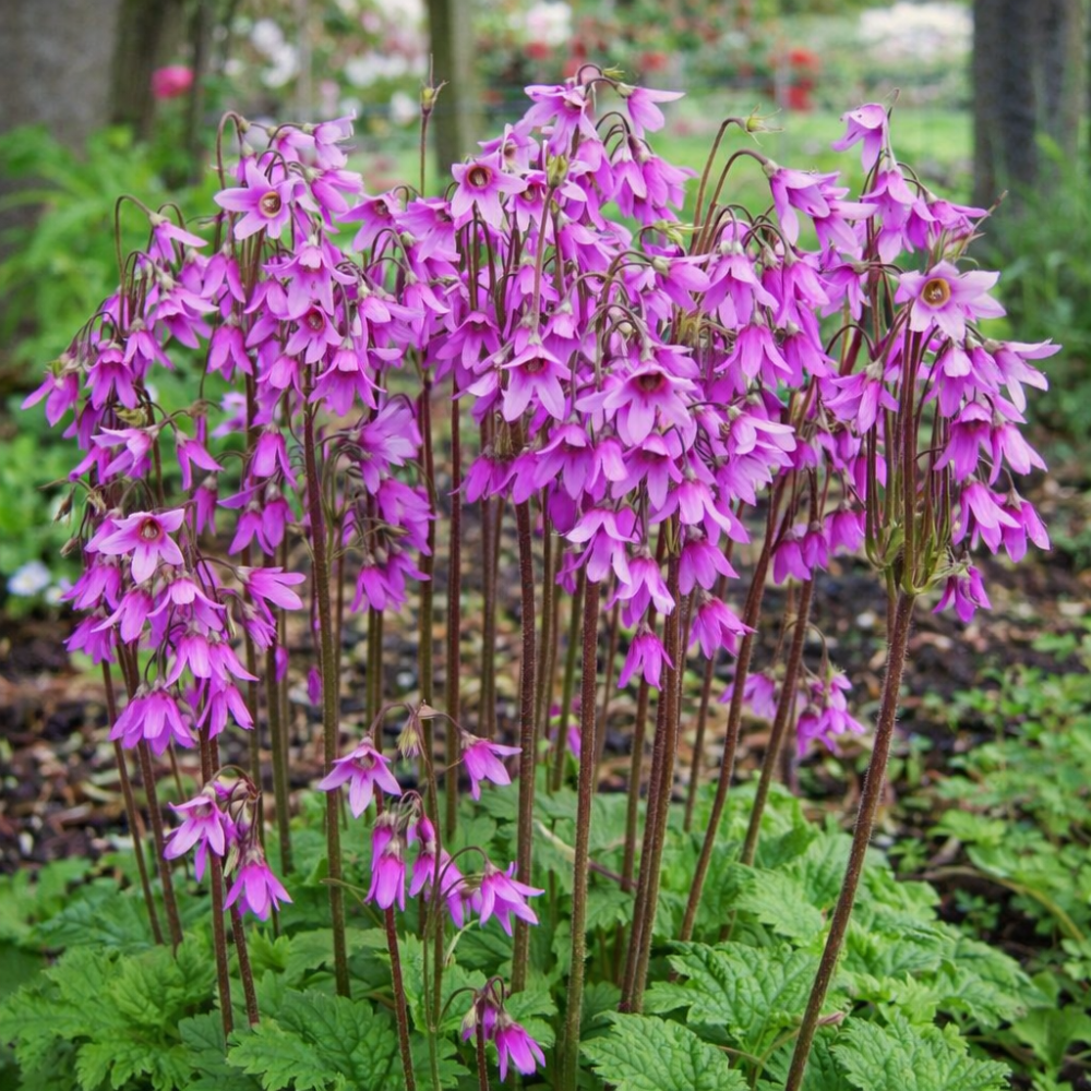 Cortusa matthioli 10 sem.