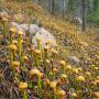 Darlingtonia californica (Planta Cobra) 10 sem.