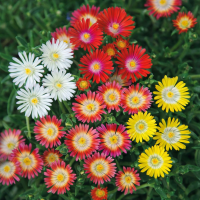 Delosperma Luckhoffii-Hybr. Mix 10 sem.