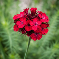 Dianthus cruentus 10 sem.