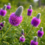 Dalea purpurea 10 sem.