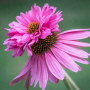 Echinacea purpurea Doubledecker 10 sem.