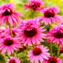 Echinacea purpurea Doubledecker 10 sem.