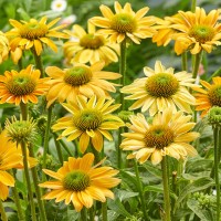 Echinacea purpurea Mellow Yellows 10 sem.