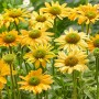 Echinacea purpurea Mellow Yellows 10 sem.