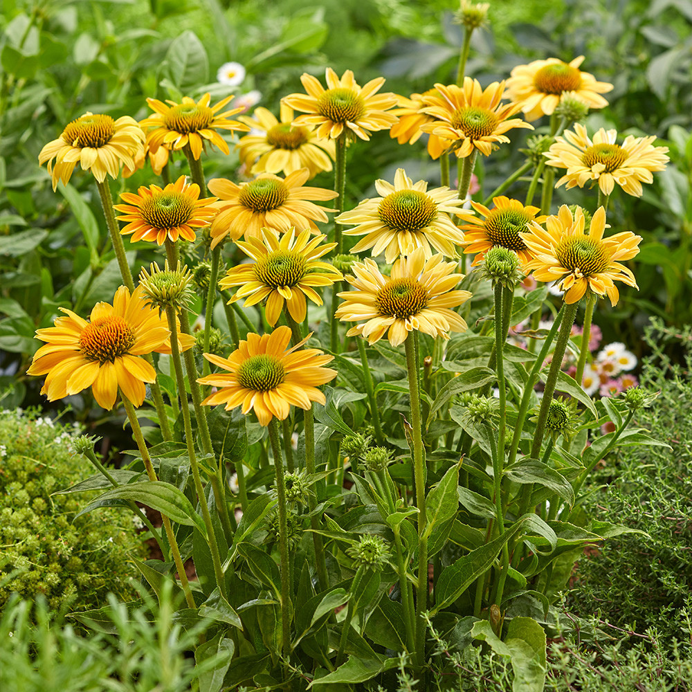 Echinacea purpurea Mellow Yellows 10 sem.