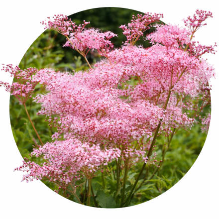 Filipendula