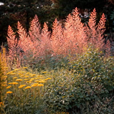 Macleaya microcarpa 10 sem.