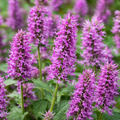 Stachys officinalis 15 sem.