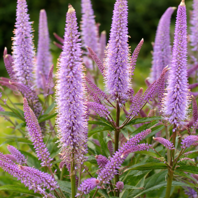 Veronicastrum virginicum f. caeruleum 20 sem.
