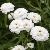 Coada-șoricelului ptarmică Noblessa 10 sem.