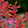 Agastache rupestris 5 sem.
