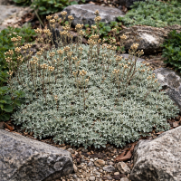 Anafalis alpin 60 sem.