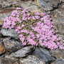 Androsace alpină 5 sem.
