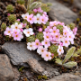 Androsace alpină 5 sem.