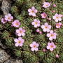 Androsace alpină 5 sem.