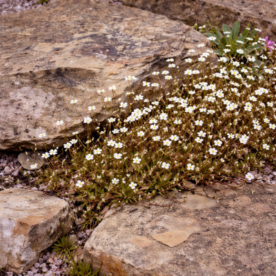 Androsace nordică Star Dust 10 sem.