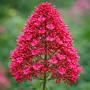 Centranthus roșu coccineus 10 sem.