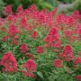 Centranthus roșu coccineus 10 sem.