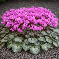 Cyclamen alpinum de gradină 3 sem.
