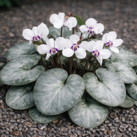 Cyclamen coum Silver Group Silver Leaf White de gradină 3 sem.
