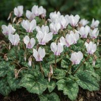 Cyclamen hederifolium Perlenteppich de gradină 3 sem.