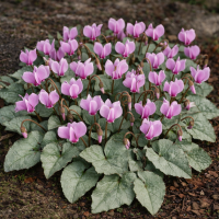 Cyclamen hederifolium Silver-leaved Group Silver Leaf Pink de gradină 3 sem.